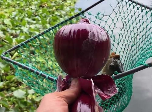 洋葱,饵料界的新宠,用此物开饵,冬天钓鱼不愁鱼不进窝