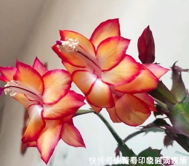 黄豆|养蟹爪兰,给它喂点营养水,开花直接爆盆