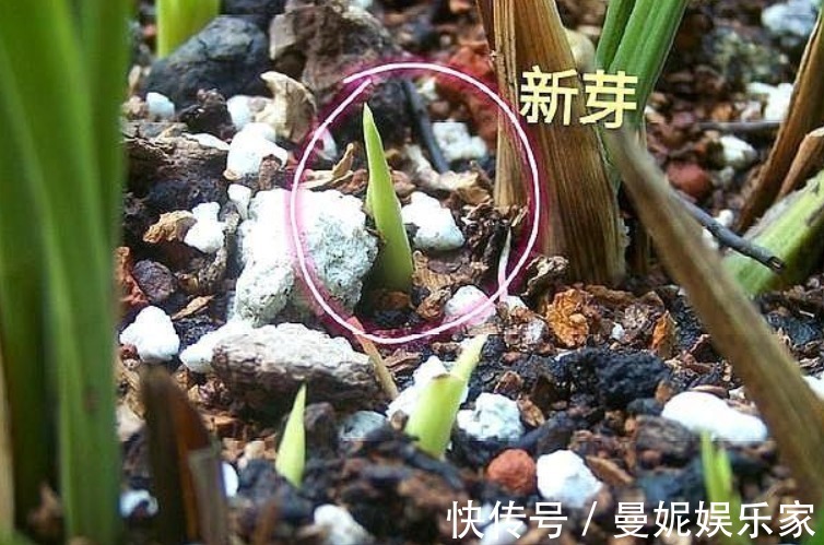 关键|烂根的兰花长出新芽，能活吗学会这“4步”，养兰是关键