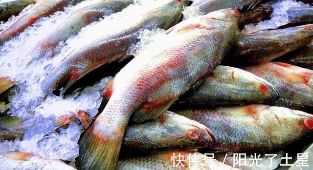 同样是鲈鱼，淡水鲈鱼和海鲈鱼有啥区别差别很大，可别再买错了！