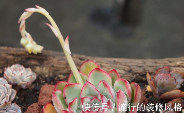 茉莉花|家里养殖的花卉在度夏时,最怕的不是温度高,而是怕乱浇水