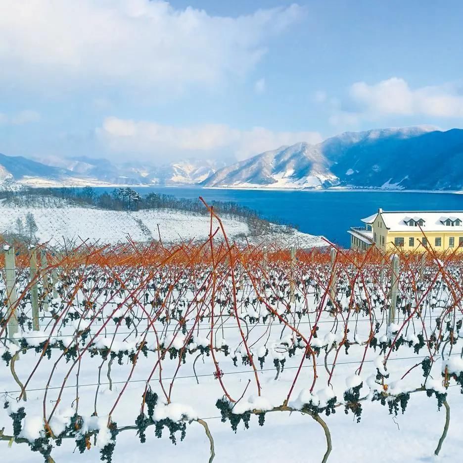 冰雪运动|早在1938年，这里就有五个滑雪场！