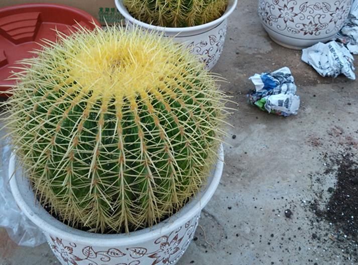 常忘记给盆栽浇水，不如就露天养仙人球，粗放管理，开花美极了