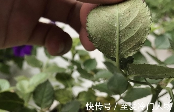 月季红蜘蛛爆发期,这套防治攻略请收好