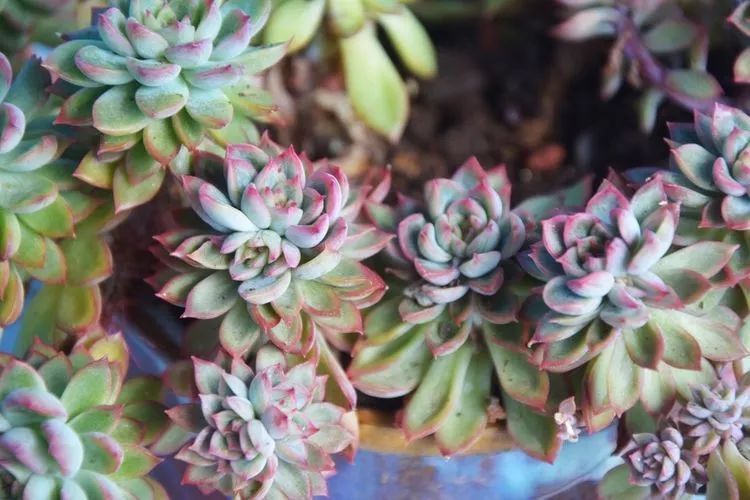 面朝大海的多肉们,在四季变迁中生生不息!