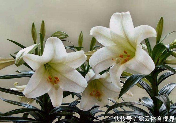 花海|这几款植物养在家里,一年四季开花不断,阳台开成花海!