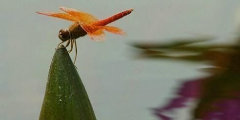 蜻蜓$杨万里最经典的诗,短短四句,朗朗上口,看似写景,却有深刻哲理