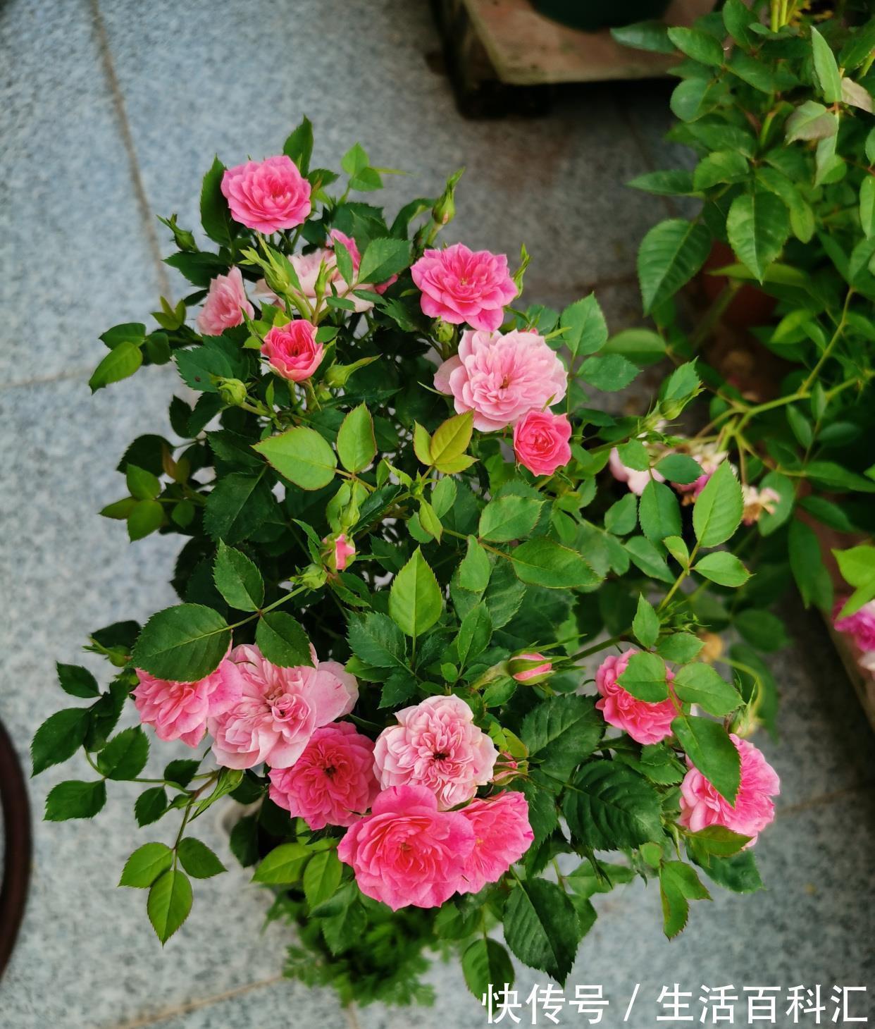 多季|微型月季花“心上人”,一树多色花,多季重复开,漂亮又好养!