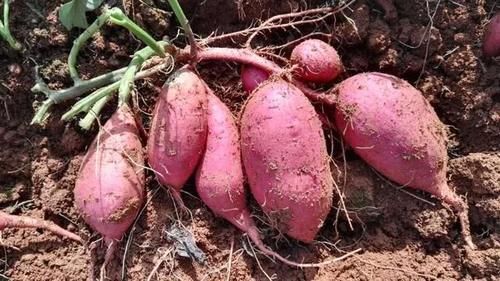 食物|每天吃红薯，究竟是降血糖还是升血糖？现在就告诉你答案