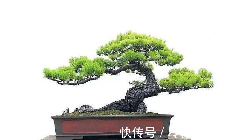 盆景养护，松树盆景逼芽你了解多少，如何让松树枝叶茂盛