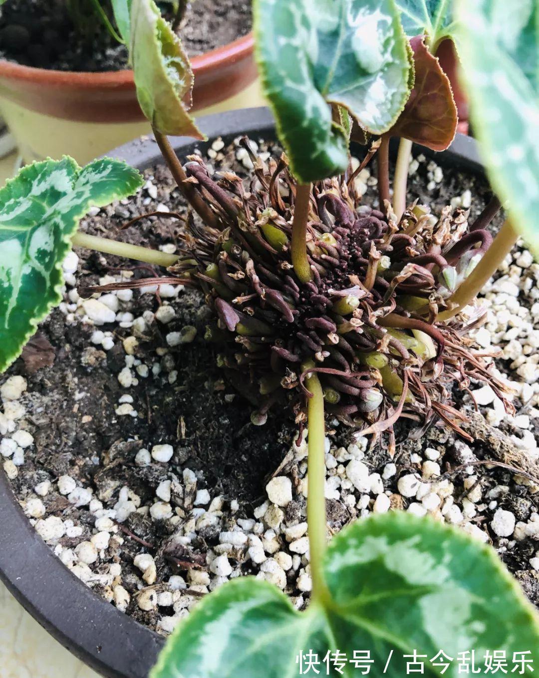 养花技巧：8种情况不能施肥，跟毒药一样，浇完花就玩完了