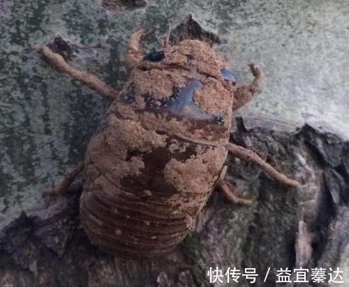 极品|农村娃拿它当“唐僧肉”,墙缝里一抓一把,现在200一斤成极品