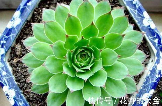 侧芽|新人养多肉植物观音莲,学会3个方法,枝繁叶茂,侧芽长爆盆