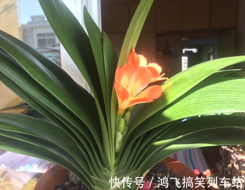 君子兰养了10年不开花，就是这个原因，看完就明白了！