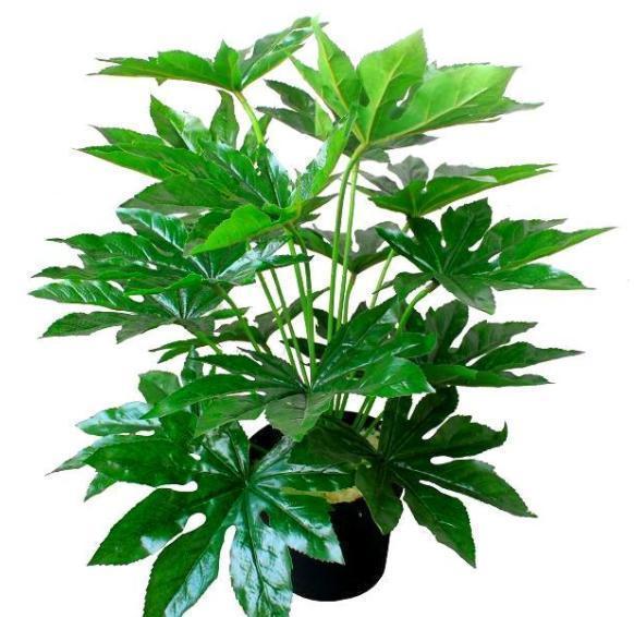 玉树|客厅见树,家业稳固,适合客厅养的8种树,大气美观,增添幸福感