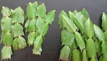 根部|别再花钱买蟹爪兰,摘片叶子插水里,20天左右就生根,当年能开花