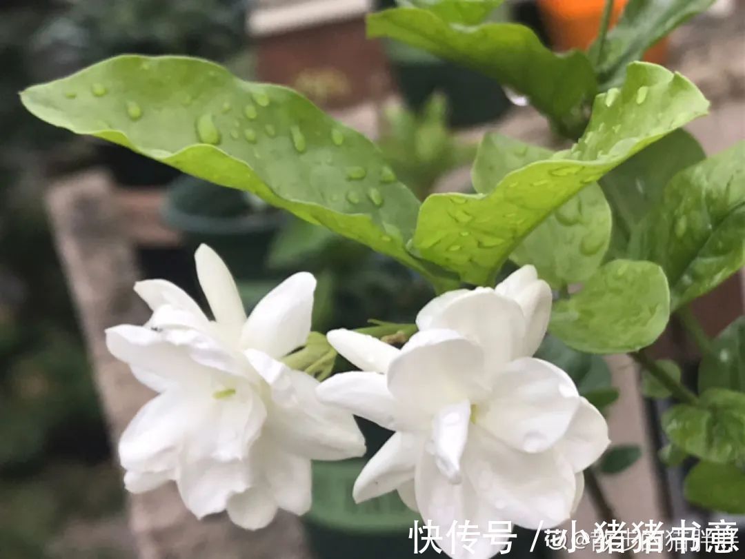 超好养的18种植物,第一名竟然是它!绿萝只能排倒数