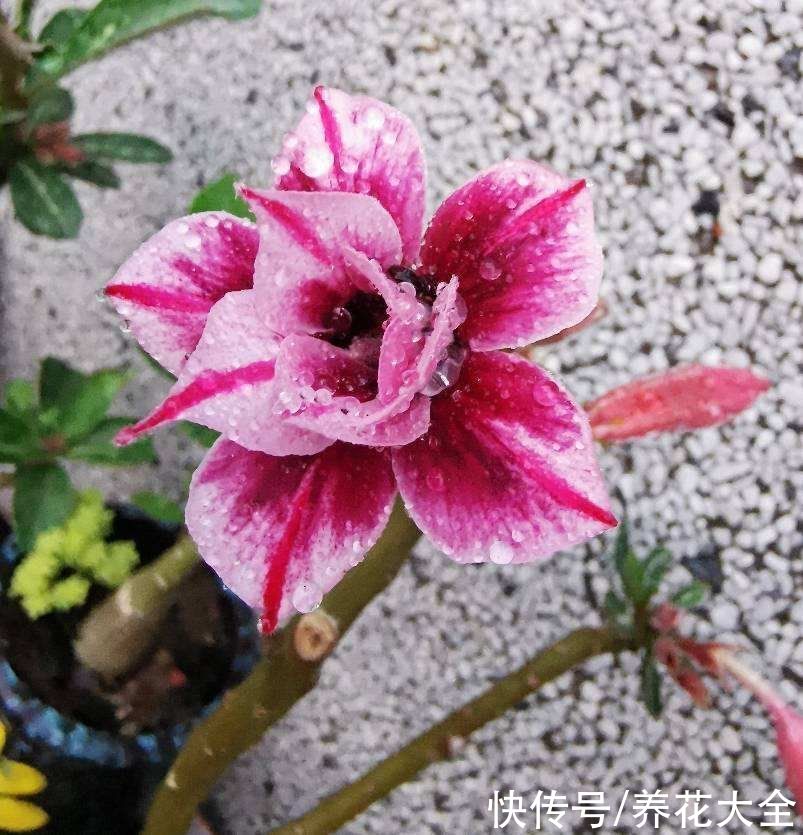 虎皮兰|夏天3种植物，浇水越多死的越快，赶紧管住手