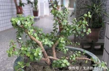 聪明人喜欢“2绿植”，养人还旺财，枝条变老后，就成“镇家宝”！