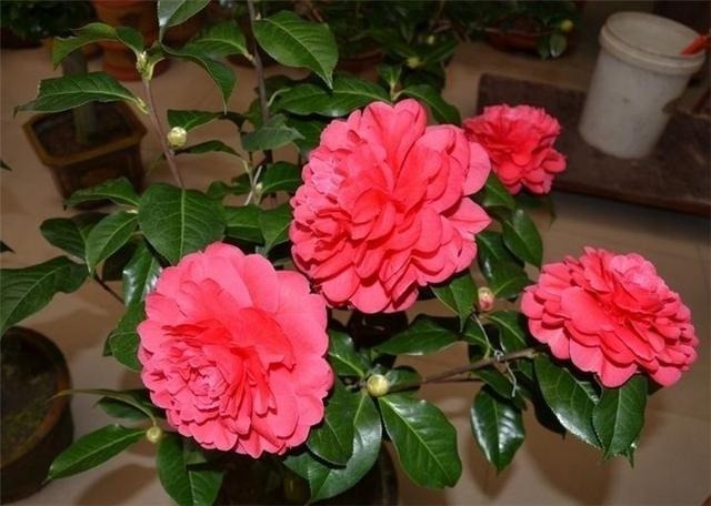 还在养月季快来看看这种花卉!花朵比牡丹大!邻居大爷最爱的花