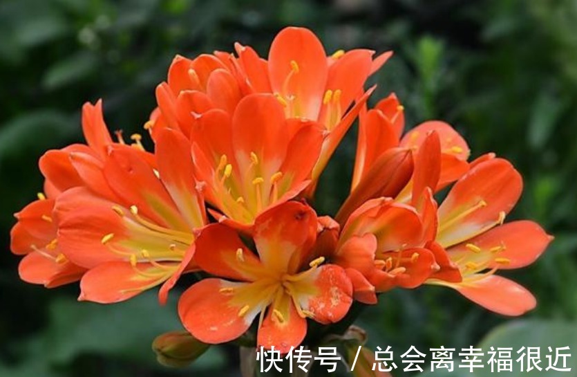 家里最适合养上“3种花”,人养花,花也养人,解毒败火,值得养