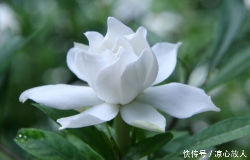 颜控喜欢的4种花,妖艳妖娆,层层交叠,烂漫迷人眼