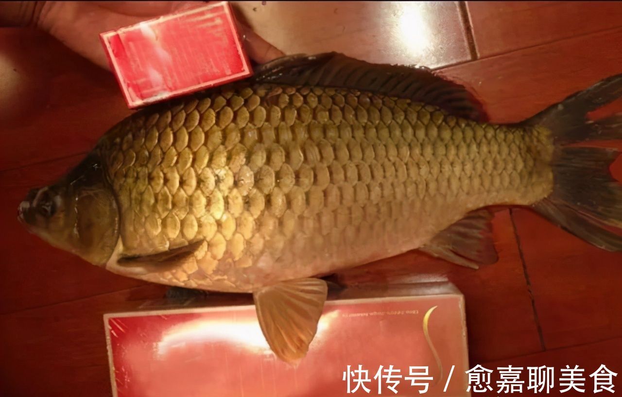 做法|河沟钓到“鲫鱼王”,足有七斤重,有人要买走,钓友做法让人钦佩