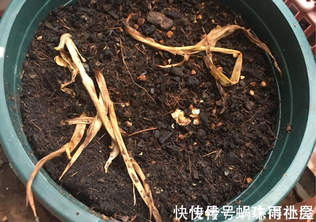 铃兰|30℃以上,10种花就先别养了,买一盆死一盆,别怪我没提醒你