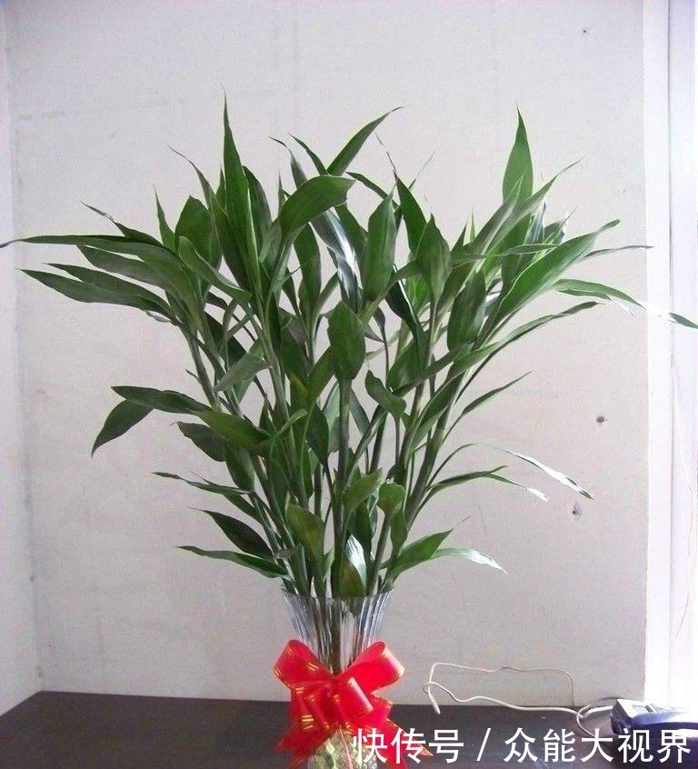 富贵竹黄叶了,水瓶里面加点它,3天恢复5天油绿!