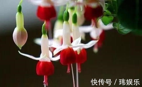 旱金莲|家里这些花卉吊起来养,既增加了观赏价值,又节省了养殖空间