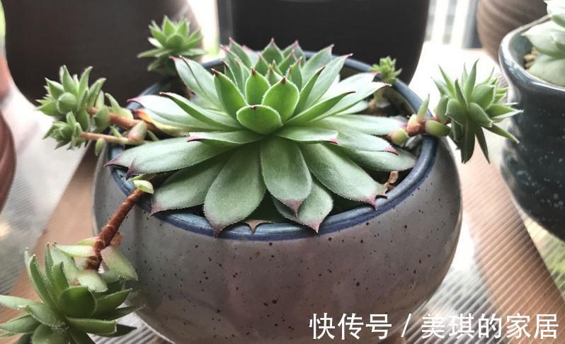 多肉服盆期，主人该注意哪些问题？劳心照顾好这3点养出好状态