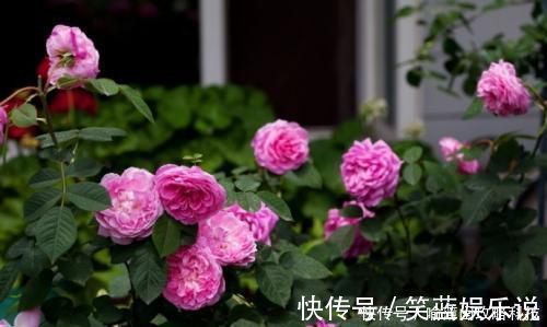 养花|此花被称世界名花,漂亮不输牡丹,四季有花赏,是家庭盆栽佳品