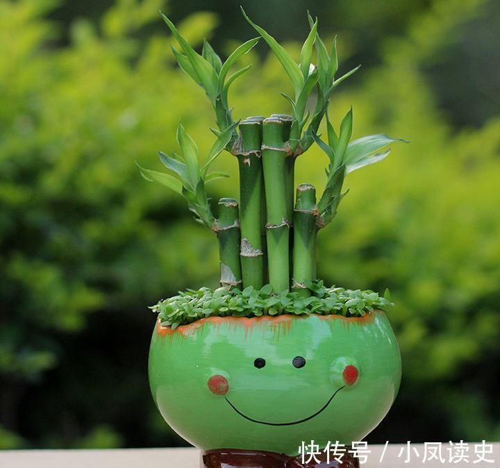 6种“富贵花”天生怕晒,客厅没光照,照样开满花,吉利旺家