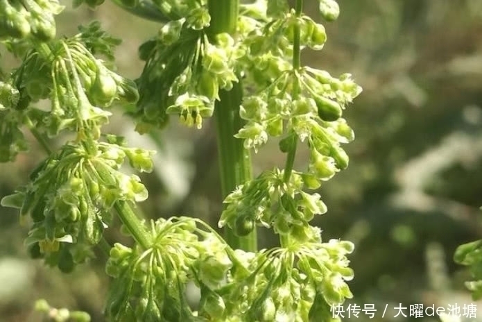 农村|农村一种比醋都酸的野草,人称“山大王”,是好药材见着得珍惜
