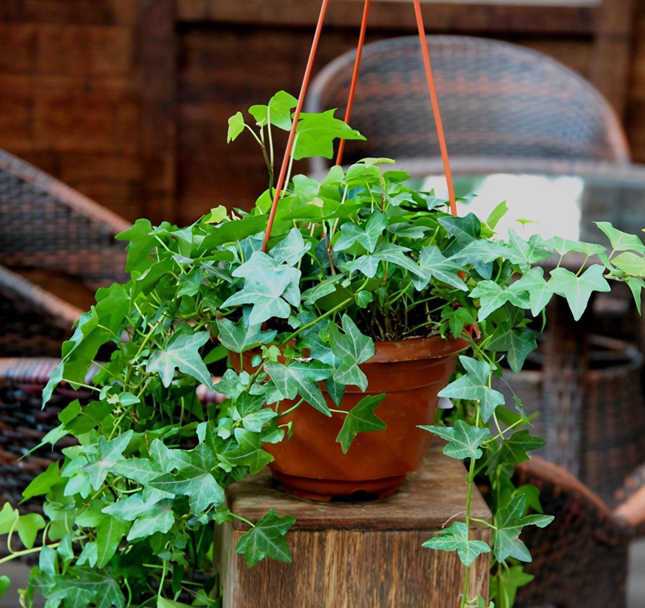 净化空气选什么植物,推荐这5种,各有绝招