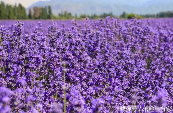 机票|新疆机票白菜价，旅行式熔断！