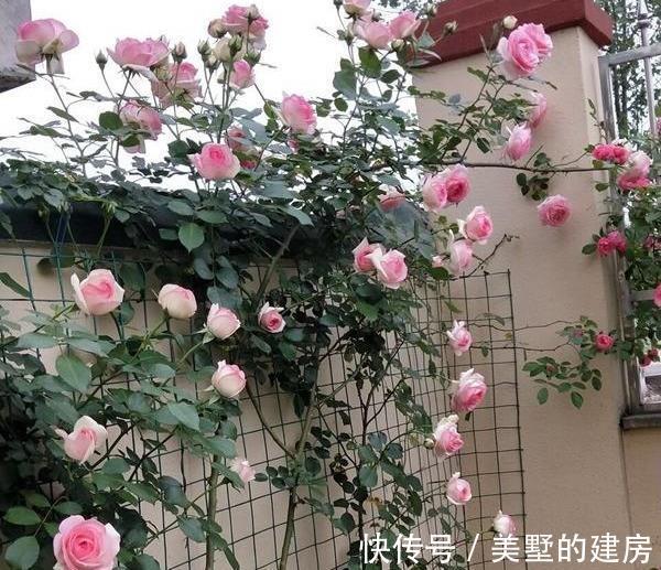 品种|懂花的人，钟爱4种花，开花容易爆，简单好打理