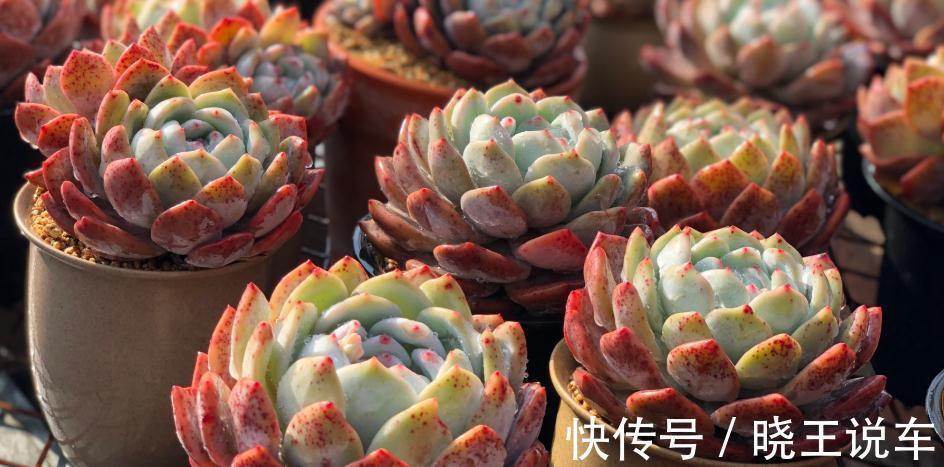 好看好养,度夏无忧,能够养出自信的十款多肉植物推荐