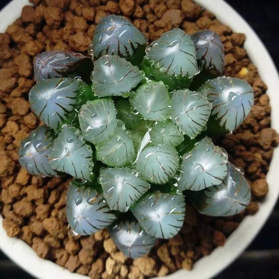 世界上最名贵的花,一盆就是一座房子!