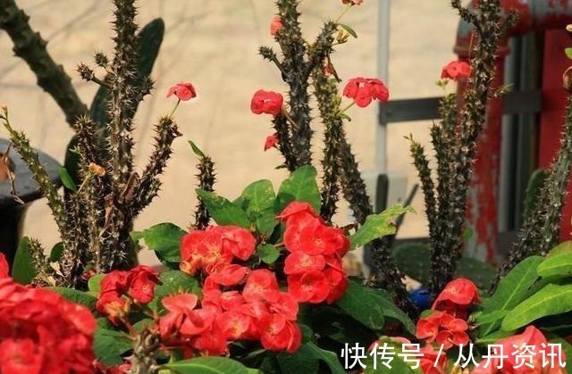 客厅|客厅不能养这三种花,一点好处没有,养了的抓紧挪走!