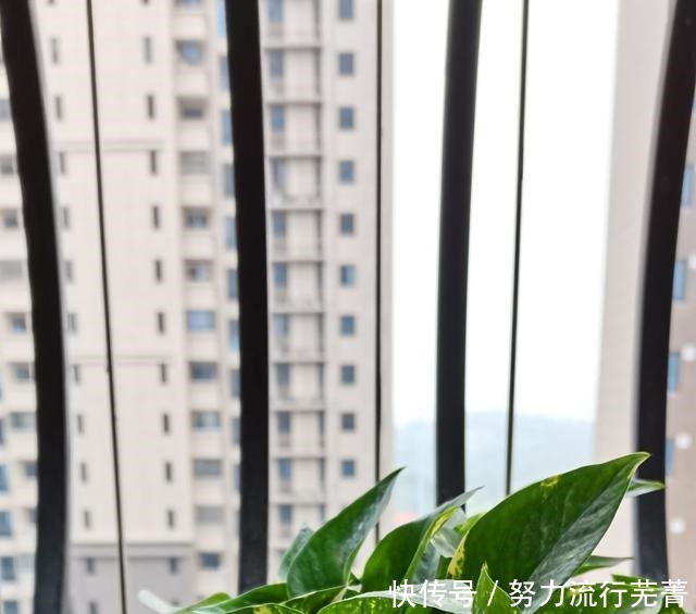 浇水|5种花就是“大水桶”,一天不浇水也不行,叶子很快就会干!