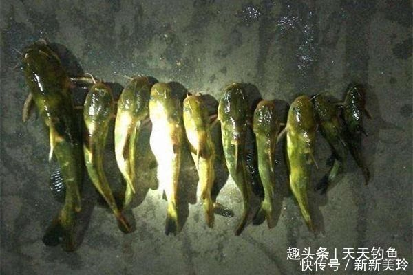 竿子|夏天串钩夜钓黄颡鱼技巧，最简单有效的钓法，收获更有保证
