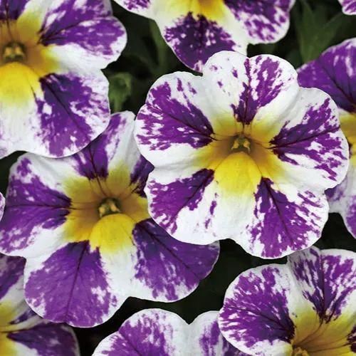 红花|今年最流行的网红花，养家里上档次，邻居看了太眼馋