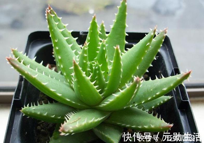 土质|家里有这4种土,别单独拿来养花,隐患大,又生虫又烂根