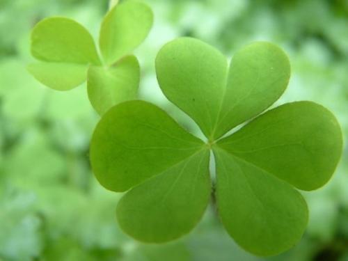 三叶草|农村随处可见的“土人参”,堪比冬虫夏草,人们当杂草,可惜了