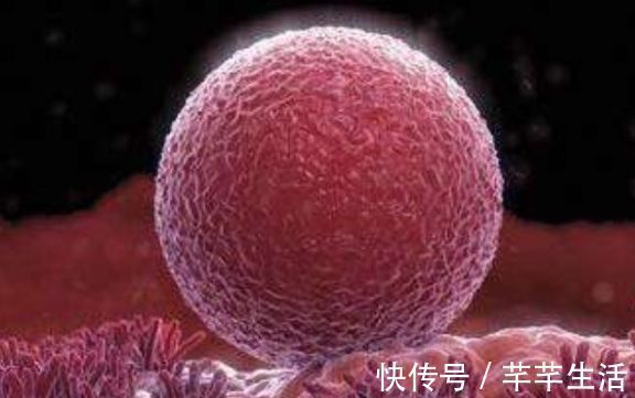 受精卵|女人排卵期过了10天左右,上厕所时看见“它”,或许受精卵已安家