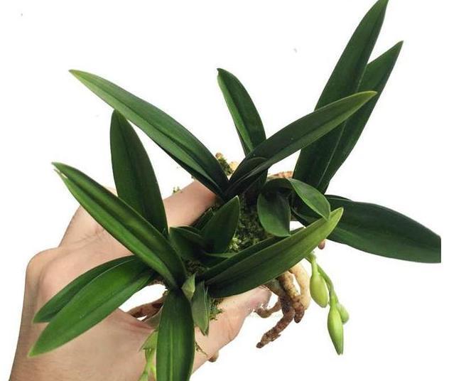 被誉为矮种至尊之王的矮种兰花,花瓣素雅,花叶挺拔,性价比极高