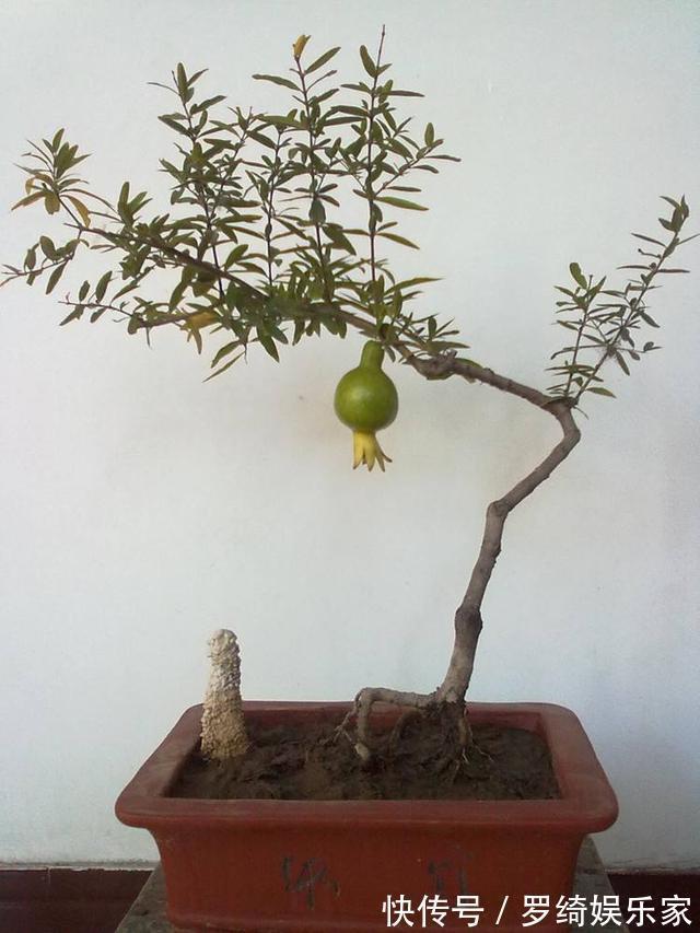 盆景|石榴盆景外形美,根系却无法附在石头上,巧用塑料瓶就解决