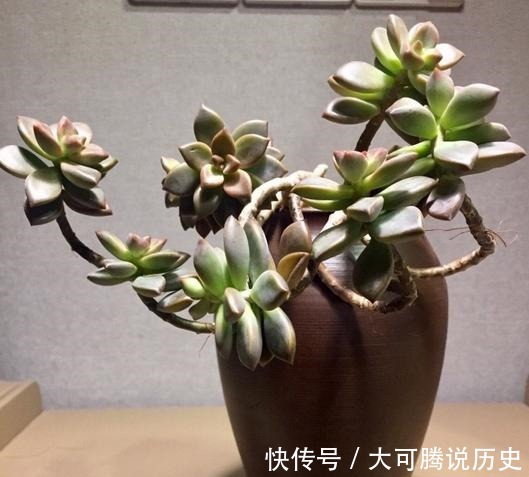 花友|养在室内的姬胧月越来越丑，果断换盆移到室外散养，半年成功逆袭！