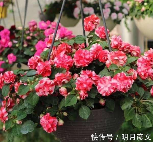 技巧|一种自带仙气的花,能扦插很好养,几点技巧让它长势好更多花